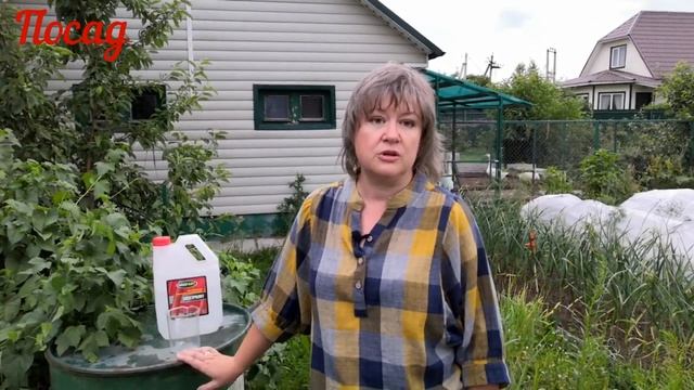 Чтобы голубика плодоносила, подкармливаю её серной кислотой!.mp4