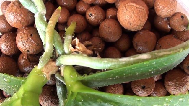 2. HOW I GROW MY ORCHIDS - MY GROWING MEDIA смотреть онлайн