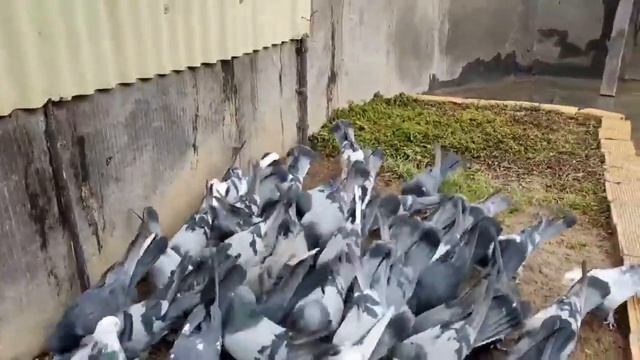 Исфаханские игровые голуби, Иран | Pigeons | Tauben |