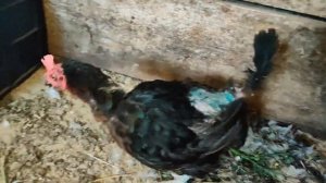 Как несутся "старые" Доминанты. Просто удивительно!