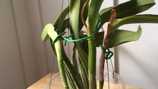 2:3 Yellow Cattleya Hybrid Series - Blc Lawless Romeo Delight X Chia Lin смотреть онлайн