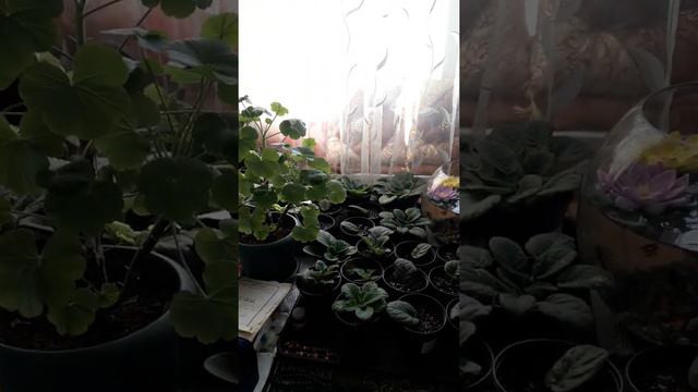 Мои цвкточки в марте красота смотреть онлайн