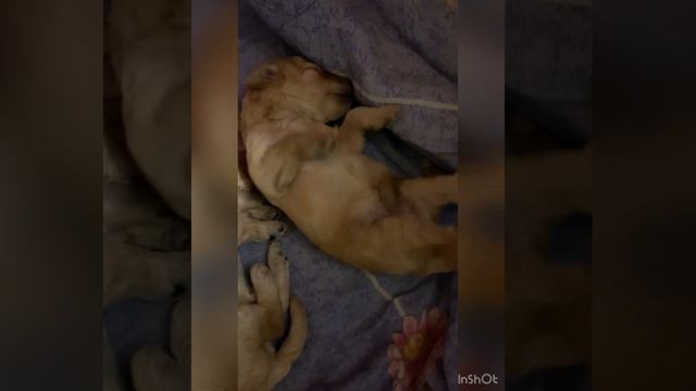 Той-пуделята❤️ смотреть онлайн