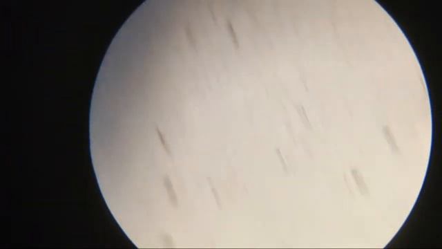 Испытатели Природы В Микромире