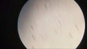 Испытатели Природы В Микромире