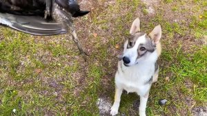 Западно-Сибирская лайка на охоте. Рабочая охотничья собака. Охота на тетерева. Боровая дичь.