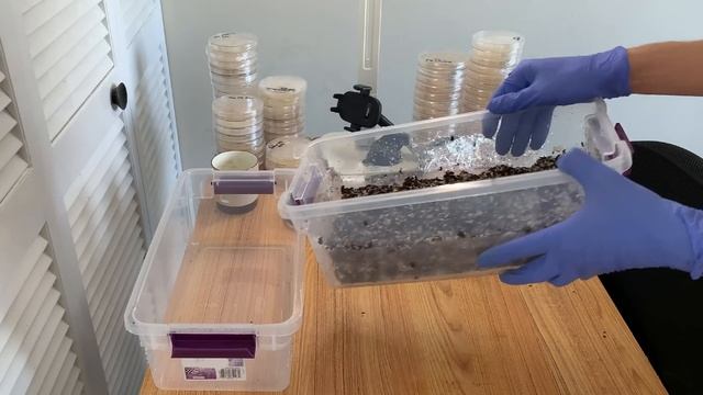 Should You Dunk? Fan? And How to Avoid Sidepins (NO Liner), and How to Harvest Shoeboxes! Mycology смотреть онлайн