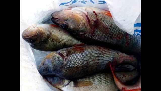 Рыбалка в Челябинской области за последние дни №3 смотреть онлайн