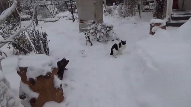 Сад для души в декабре | Зимний сад | Зима на даче 2021, 18+ смотреть онлайн