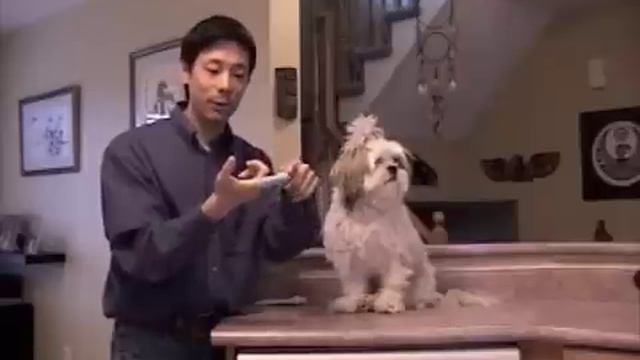 How To Brush Your Dog's Teeth And Train Dogs To Cooperate смотреть онлайн