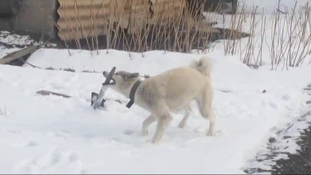 Щенки Лайки. Наш первый щенок! Западно сибирская лайка. смотреть онлайн