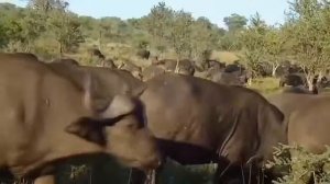 Львы. HD Все о жизни этих великолепных животных в документальном фильме