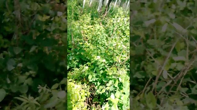 первый гриб! смотреть онлайн