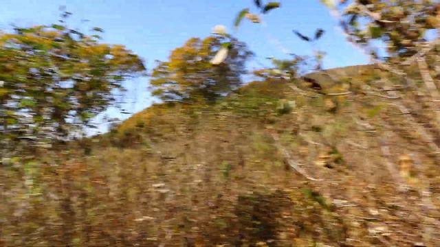 12 октября 2022 г. В р - не 105 Сбор урожая калины - Лесная прогулка - Приморский край ... смотреть онлайн