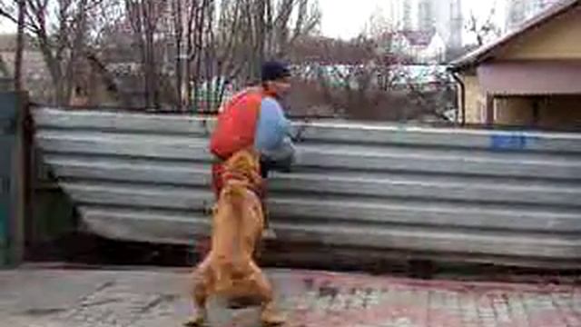 Питомник бордоских догов «Perle de France» http://perl.petsinform.com/ смотреть онлайн