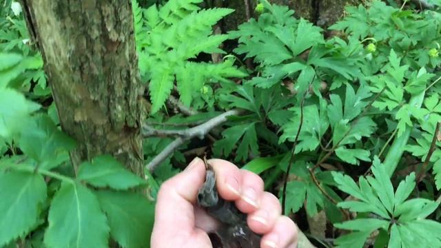 За дикорастущими РАСТЕНИЯМИ и ГРИБАМИ в мае. Лимонад с кислицей. Хрустящий салат.И снова ОРЛЯК. смотреть онлайн