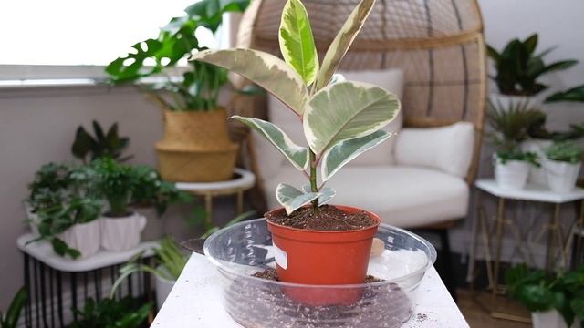 Variegated Rubber Plant (Ficus Elastica Tineke) Care And Growing Guide смотреть онлайн