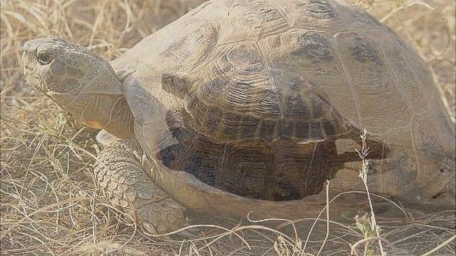 Фауна Туркмении смотреть онлайн