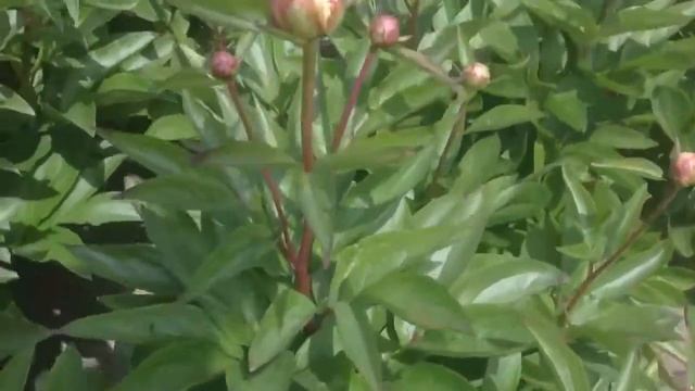 Peony Mother's Choice - www.peonyshop.com смотреть онлайн