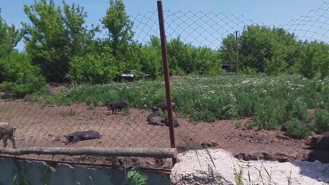 Поросята Кармал 13 июня 2020 год смотреть онлайн