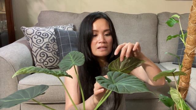 Pick 5 Houseplants Favorites/ JULY EDITION смотреть онлайн