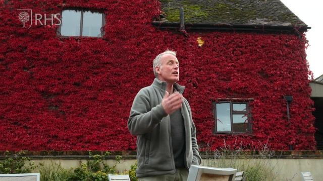 Autumn colour inspiration from RHS Hyde Hall's Boston Ivy | Grow at Home | RHS смотреть онлайн