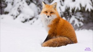 Зима. Как зимуют звери и птицы.Для детей