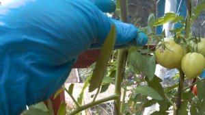 ТОМАТ F1 ГИЛГАЛ. 2021 Томаты в теплице.