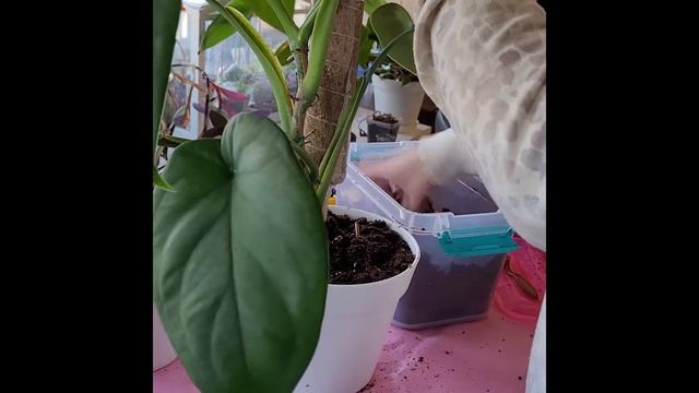 I gave my Syngonium Chiapense a new pot + a moss pole! 🪴 смотреть онлайн