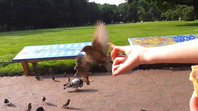 Ручные воробьи смотреть онлайн