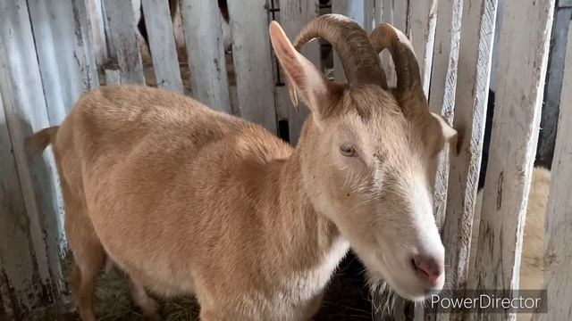 КАК КОРМЛЮ КОРОВ ЗИМОЙ смотреть онлайн