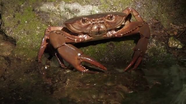 Manati Park Bávaro смотреть онлайн