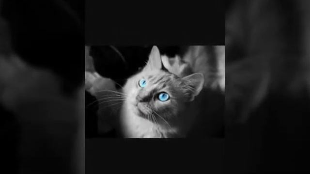Клип про моего кота мне нравится смотреть онлайн