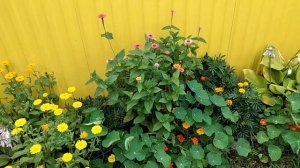 Мой цветущий сад в середине лета Красота своими руками