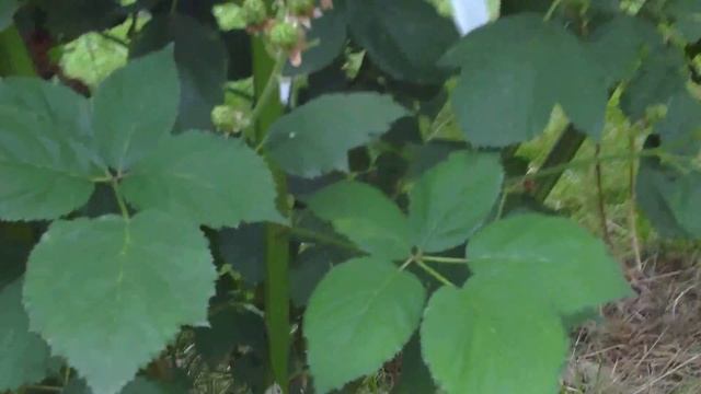 Выращивание ежевики - ВСЁ ПРОСТО. Обрезка, уход, размножение ежевики (видео).