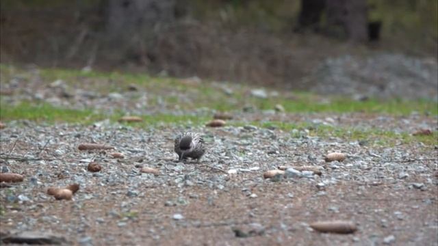 orzechówka, Nucifraga caryocatactes смотреть онлайн
