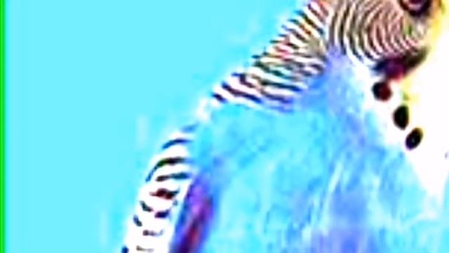 Картошка варёная за 5 минут! Рецепт попугая Фёдора... смотреть онлайн