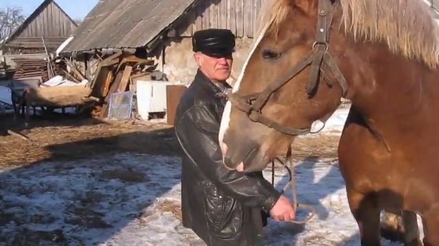 ЛОШАДИ/ Кобыла советский тяжеловоз 900кг смотреть онлайн