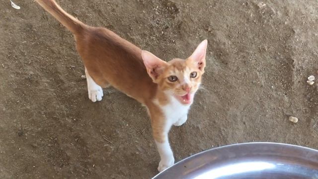 Cheese Stuffed Chicken Drumsticks - Epic Chicken Dish смотреть онлайн