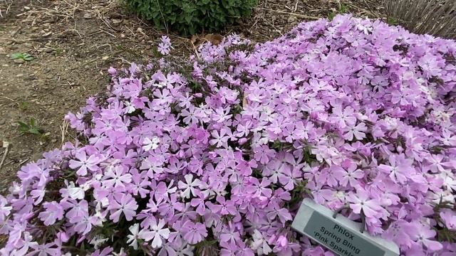 Phlox Spring Bling Pink Sparkles смотреть онлайн