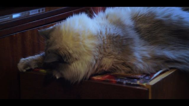 Кот и лазер