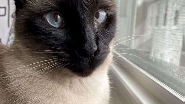 Среди бездомных кошек люди заметили особенную кошечку! Что было дальше - УДИВЛЯЕТ! смотреть онлайн