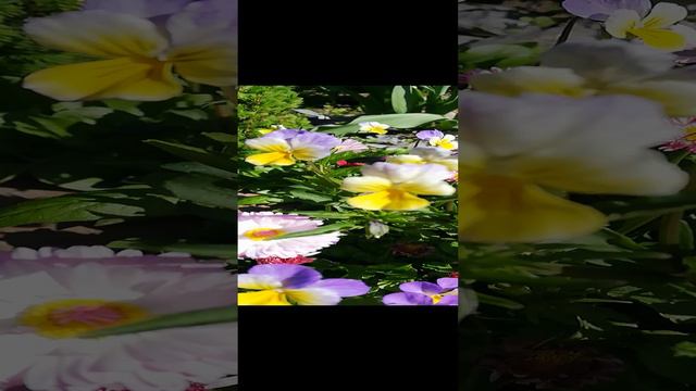 Цветы-это радость