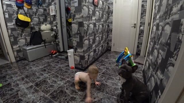 Французский Бульдог и дети - это совместимо? смотреть онлайн