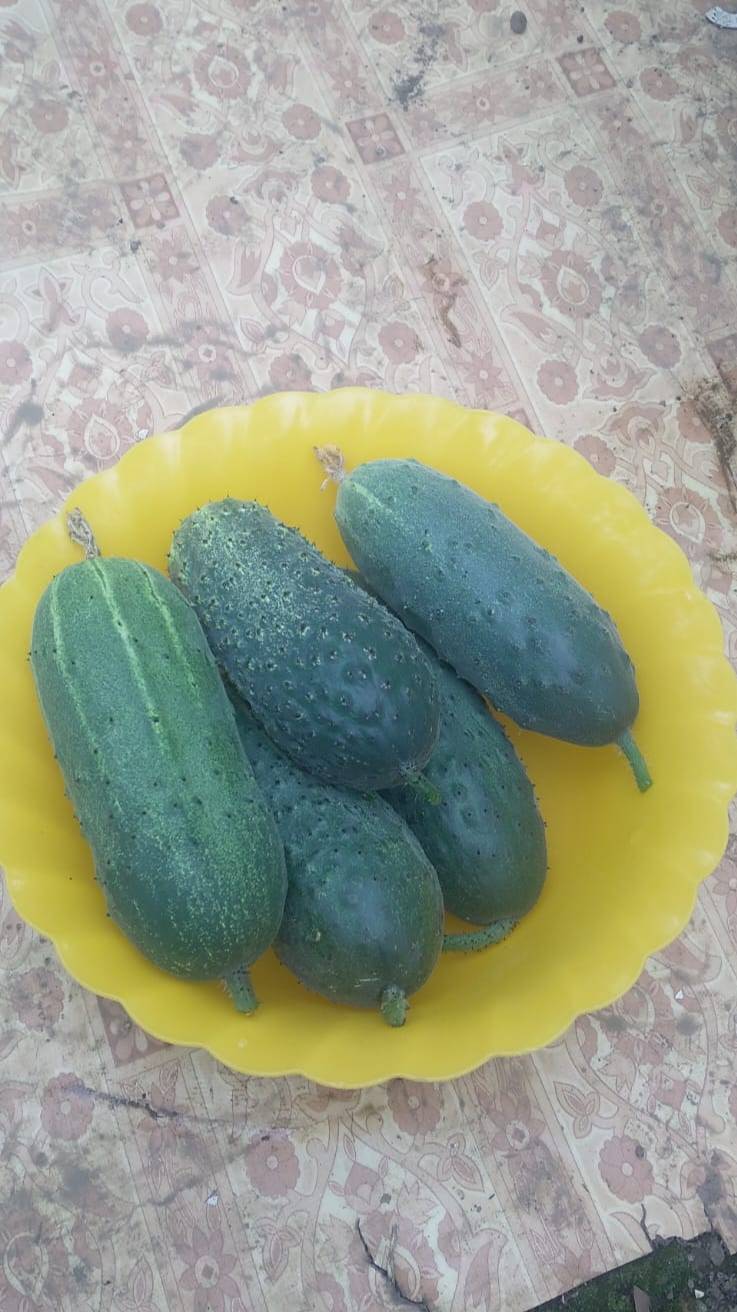 Огурец 22.07.2024.г