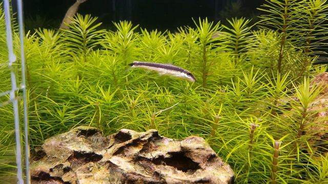 Crossocheilus siamensis смотреть онлайн