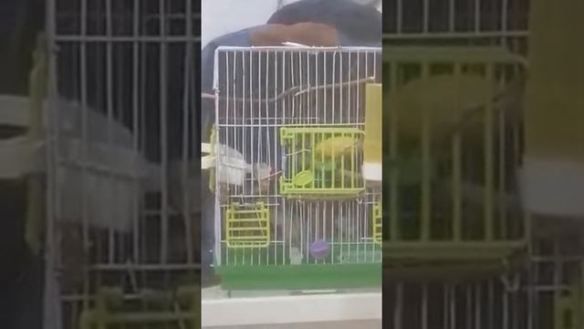Травма лапки канарейки смотреть онлайн