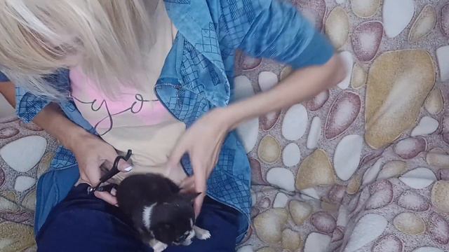 #буднипитомца все #chihuahuababy обрезаю ноготочки #когти #продам_щенка_чихуа смотреть онлайн