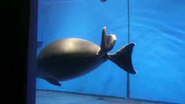 Байкальская нерпа Муся смотреть онлайн