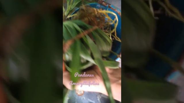 Pandanus Amaryllifolius Did you Love spicy Smelly plants ? #shorts смотреть онлайн